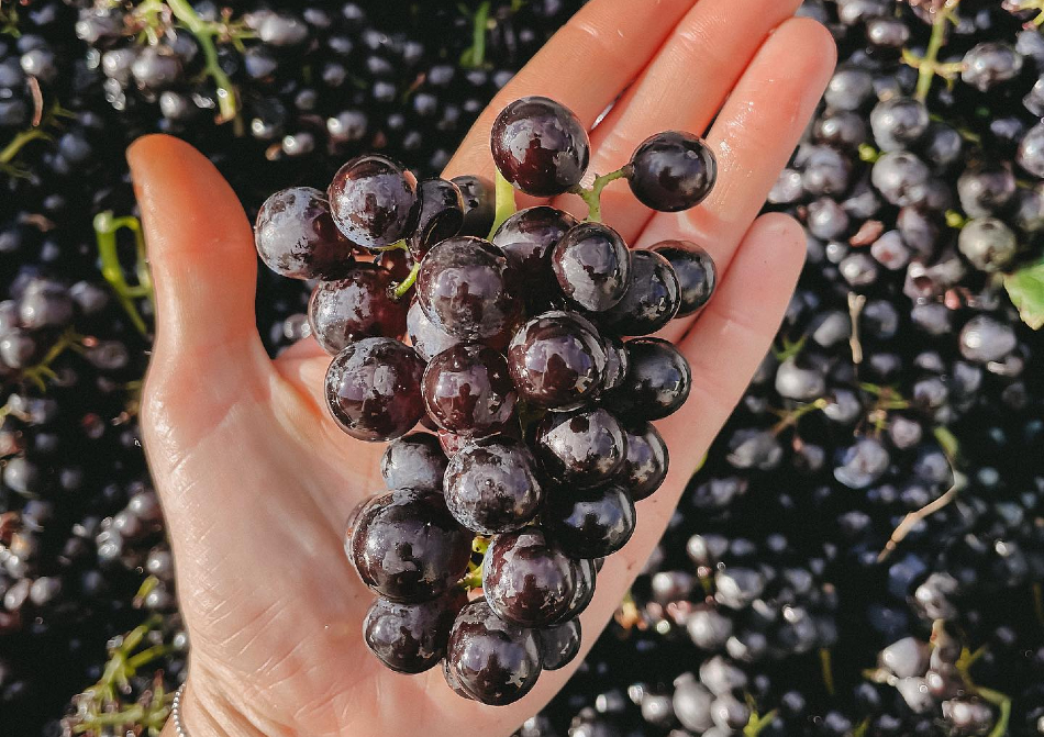 Traube in der Hand - Weingut Knodt-Trossen